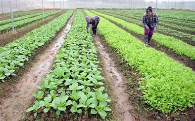 Chiến lược phát triển phân bón hữu cơ